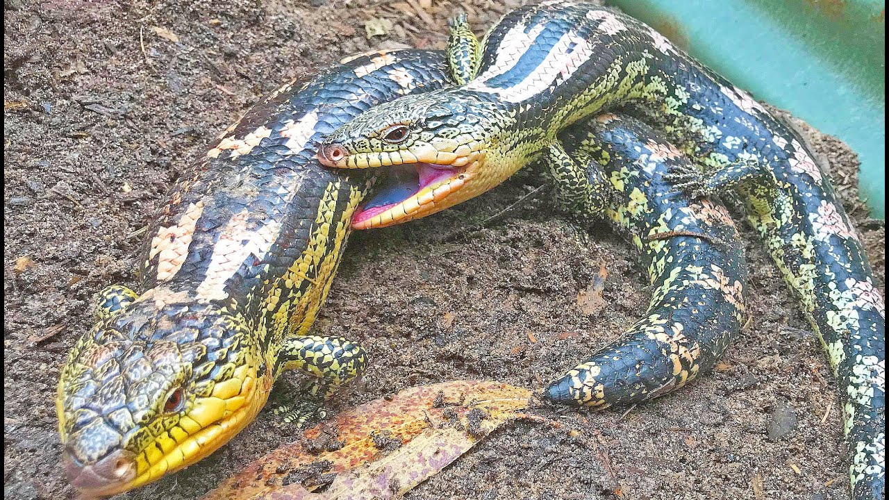 Blue Tongue Lizard Breeding INSANITY!