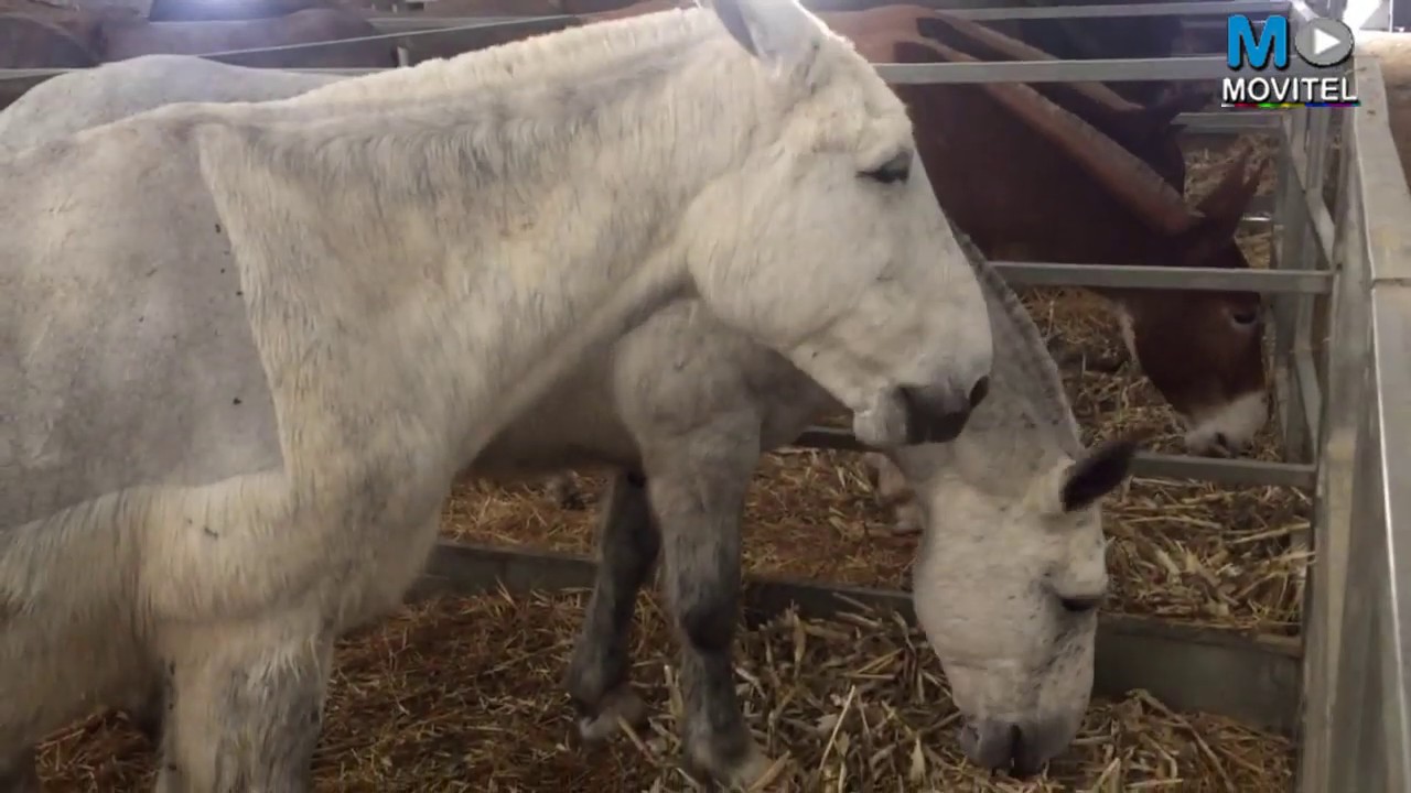 TRATO DE CABALLOS ESPAÑOLES, ROCIANA DEL CONDADO 2020, HUELVA |  ANDALUCES PARA ROMERIA