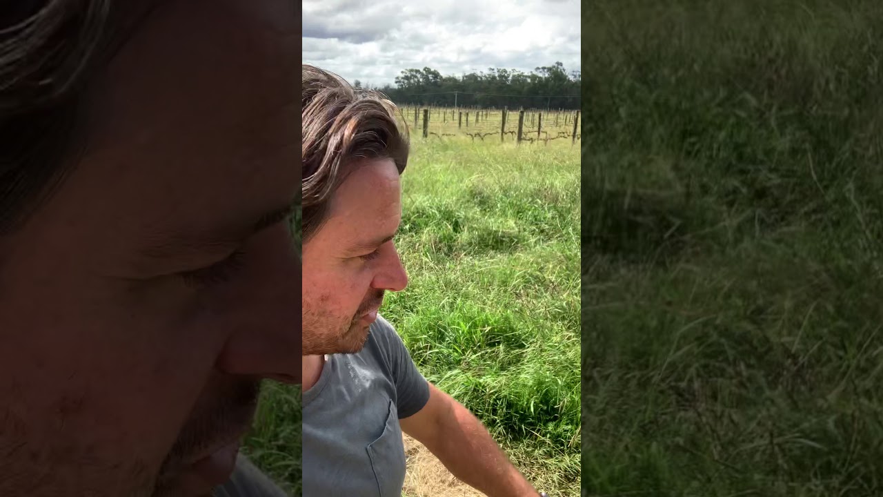 Exciting progress in our latest Biodynamic vineyard conversion