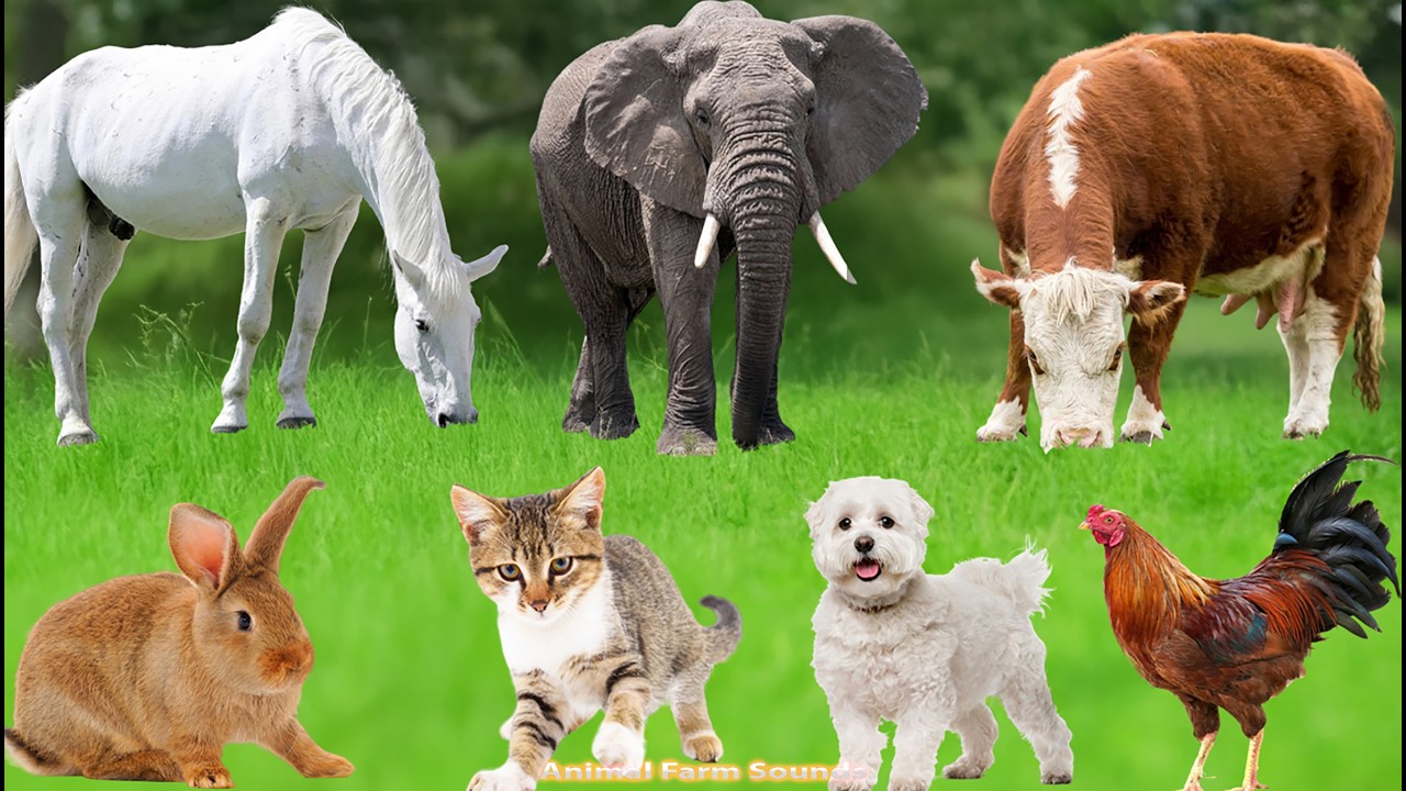 Farm Animal Sounds: Pig, Duck, Cat, Goat, Rhinoceros, Sheep, Cow, Buffalo, Horse – Animal Video