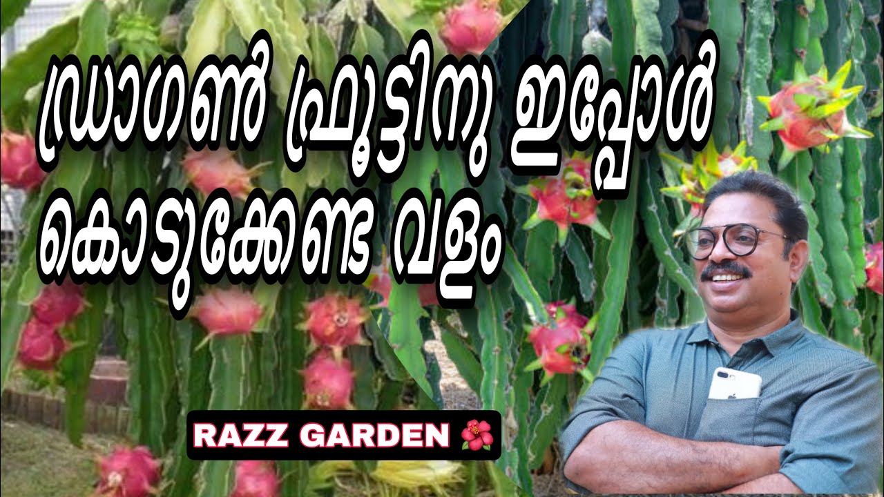 Dragon fruit manure ഡ്രാഗൺ ഫ്രൂട്ടിനു ഏപ്രിൽ മാസത്തിൽകൊടുക്കേണ്ട വളം