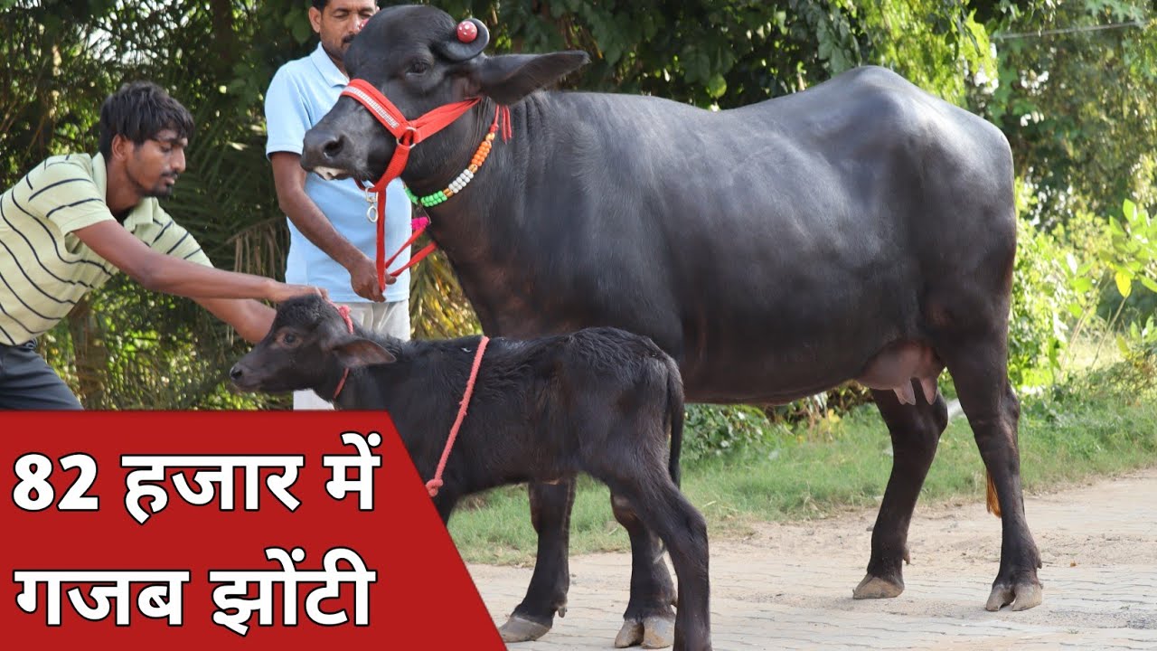 82 हजार में पहलन झोटी, कांटे के तोल में एक ताजा और दो ग्याभिन || Dr. Rajesh Rambass (9034570100)