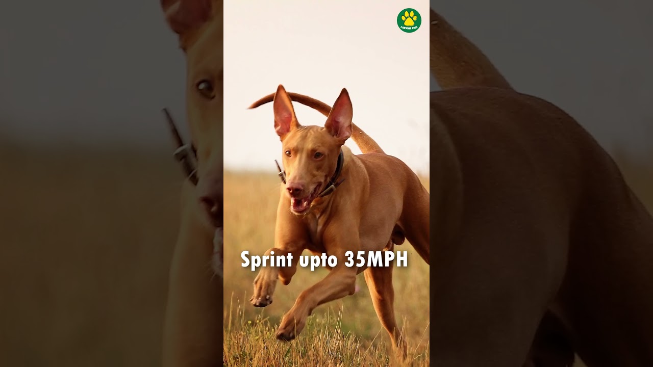Pharaoh Hound : The Ancient Egyptian Dog 34/100 #Pawsomedogs