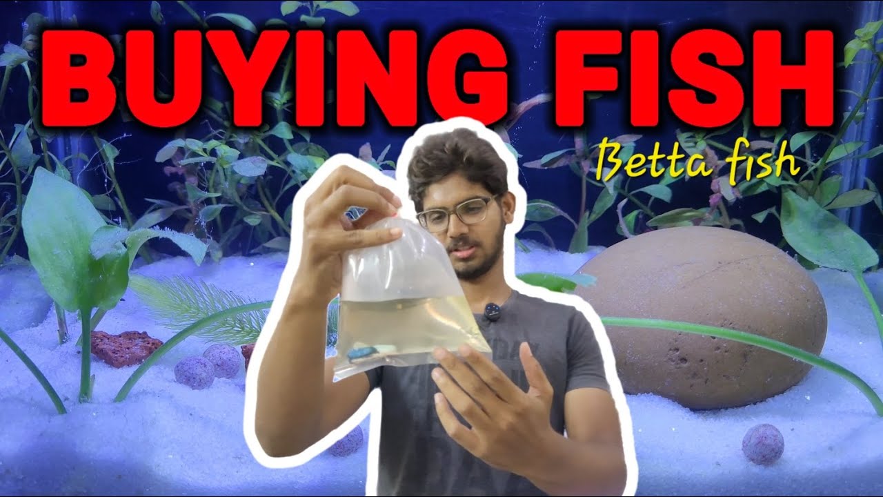 Buying *new* betta fish for my mini planted aquarium  | Betta fish full vlog | #bettafish #vlogs