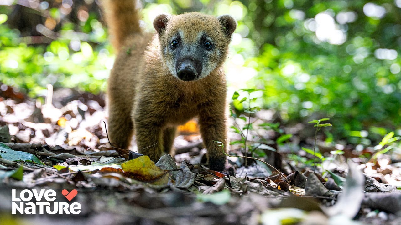Adventures With Baby Coati | New Kids In The Wild 204+205