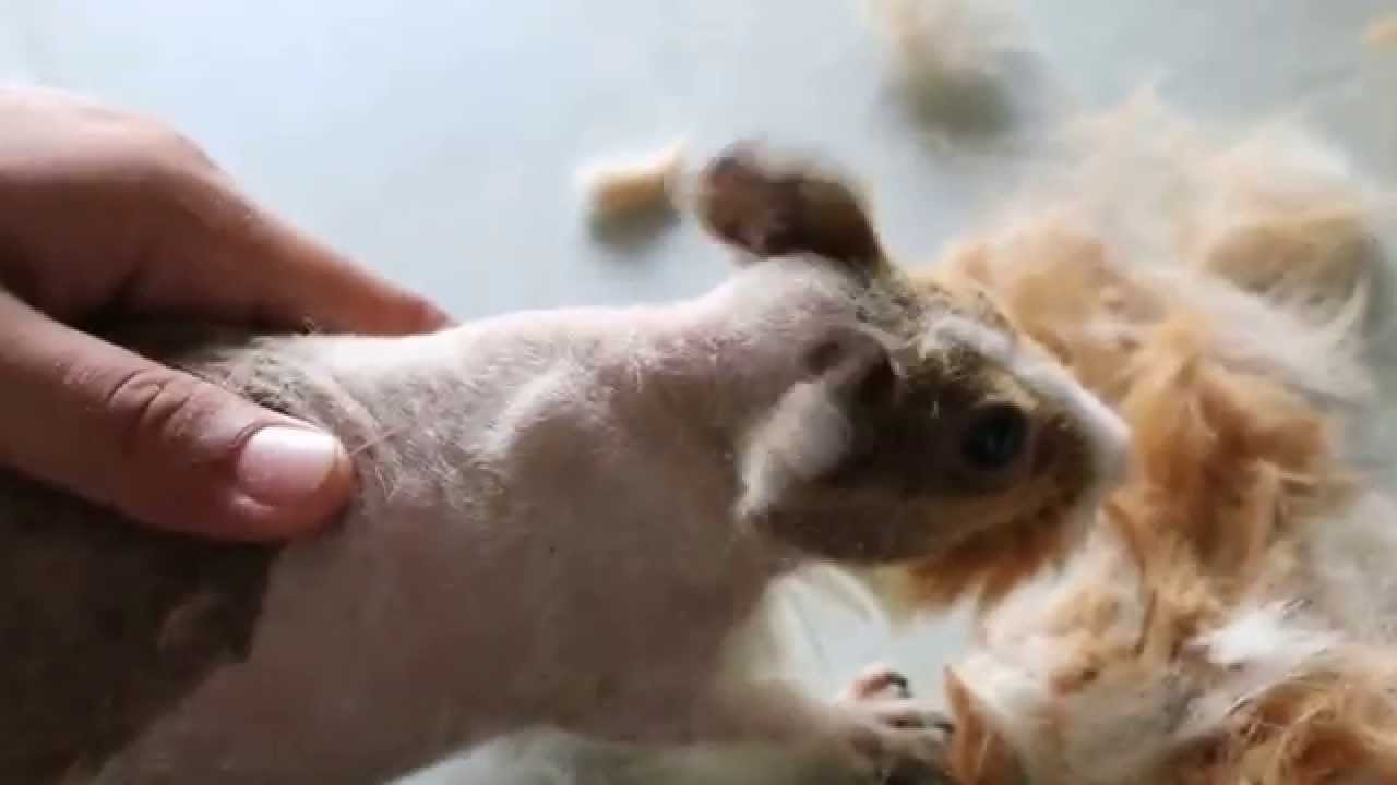 A guinea pig has backside and lower body hair loss Pt 2