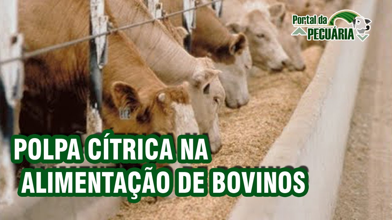 Polpa cítrica na alimentação de bovinos