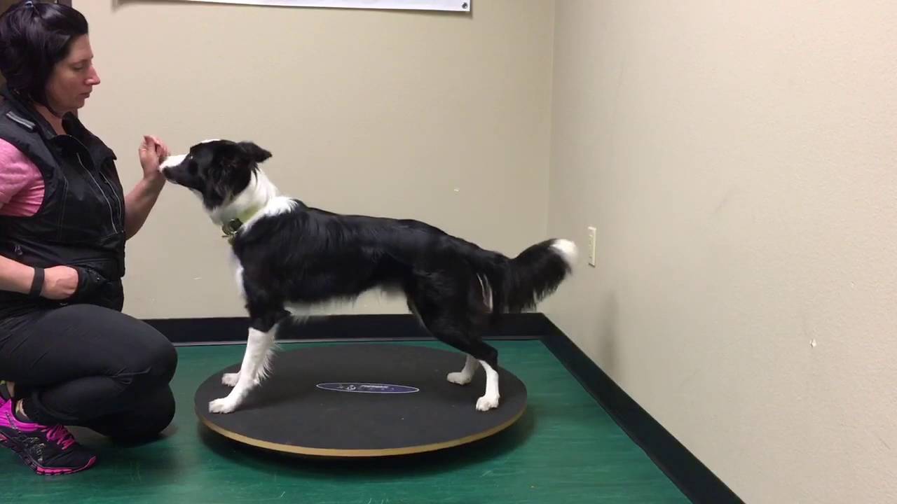 FitPAWS Challenge #1  - SDS on the Wobble board with the donut holder underneath