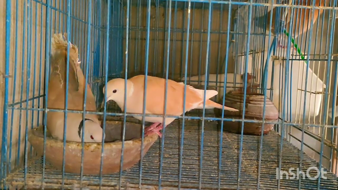 تغريد اليمام اليمني القمري