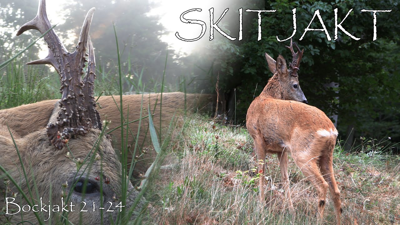 Jakt på medaljbockar tillbakablick - Best Of Bockjakt