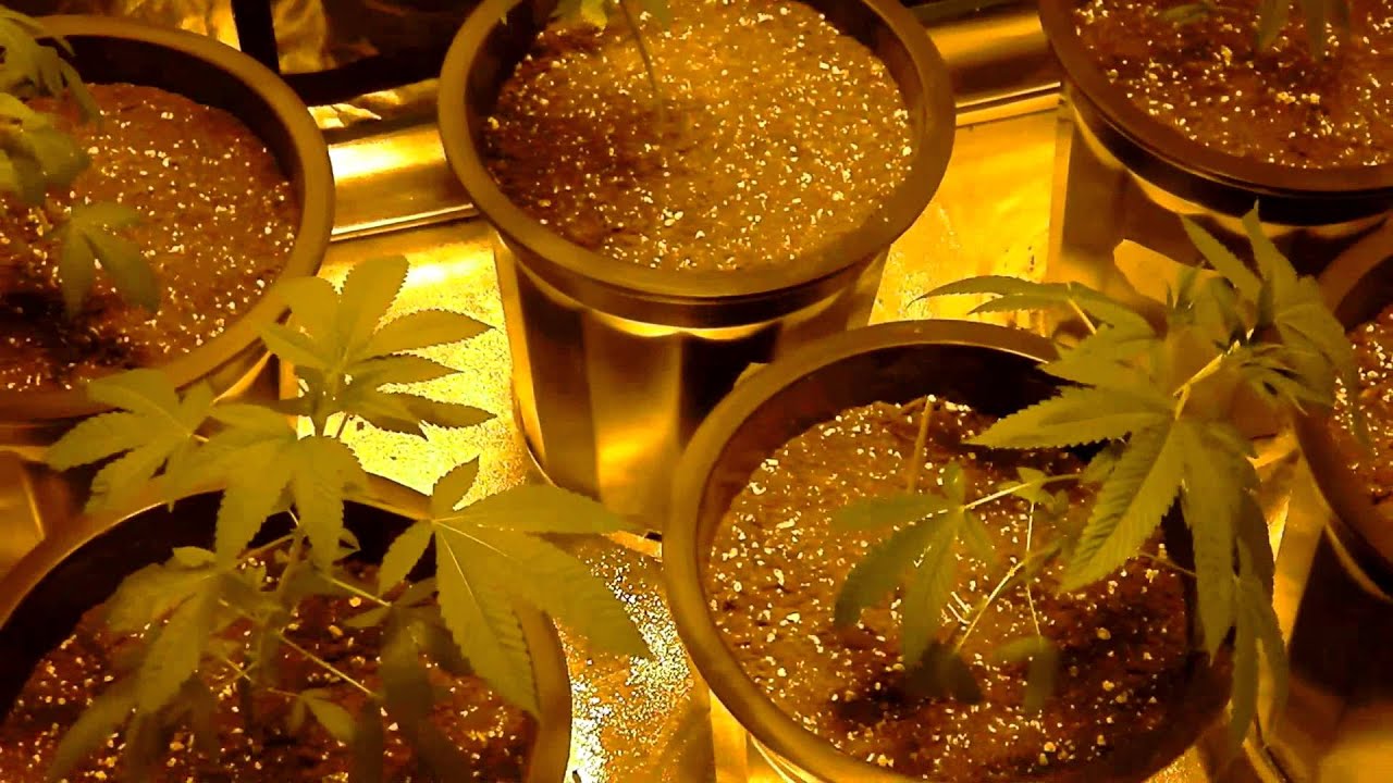 MG420: General Organics Nutrients Line, Promix, and transplanting 1080p