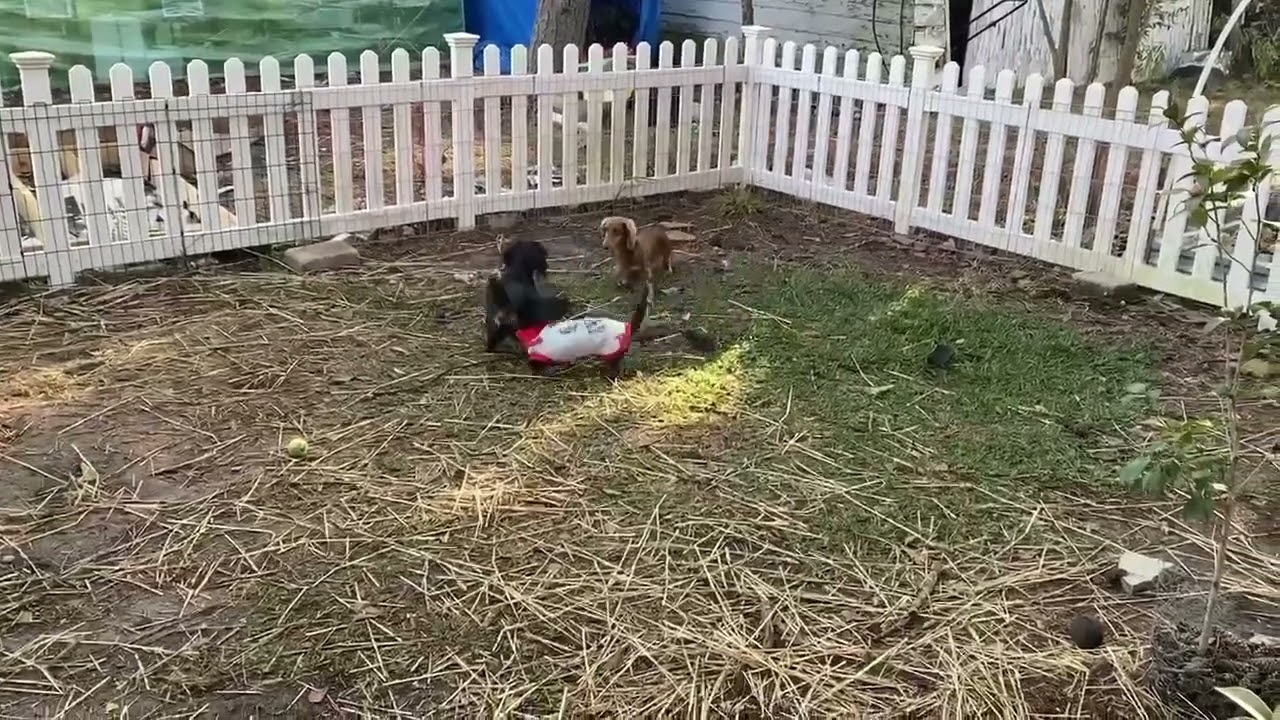 Ozzy Playing 2 1 20 26