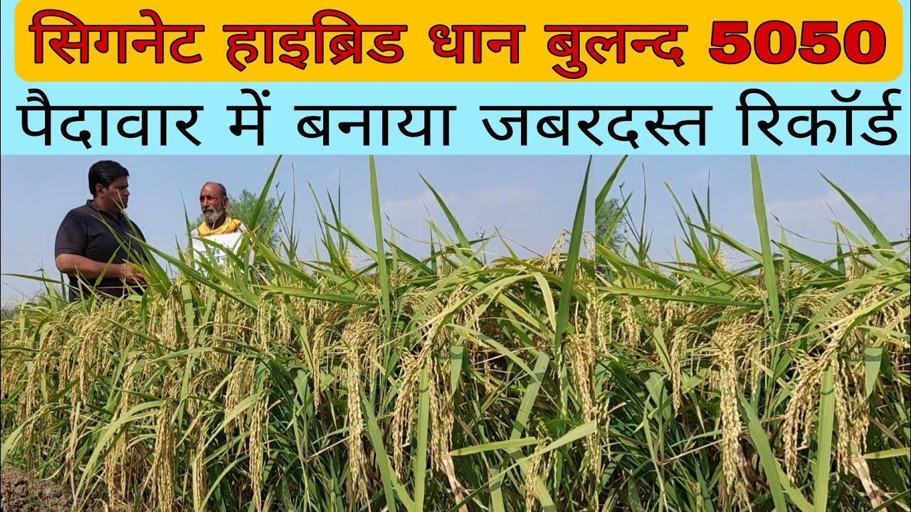 सिगनेट हाइब्रिड धान बुलन्द 5050 ने बनाया पैदावार में नया रिकॉर्ड|Signet Buland 5050|Wheat Super 100👍
