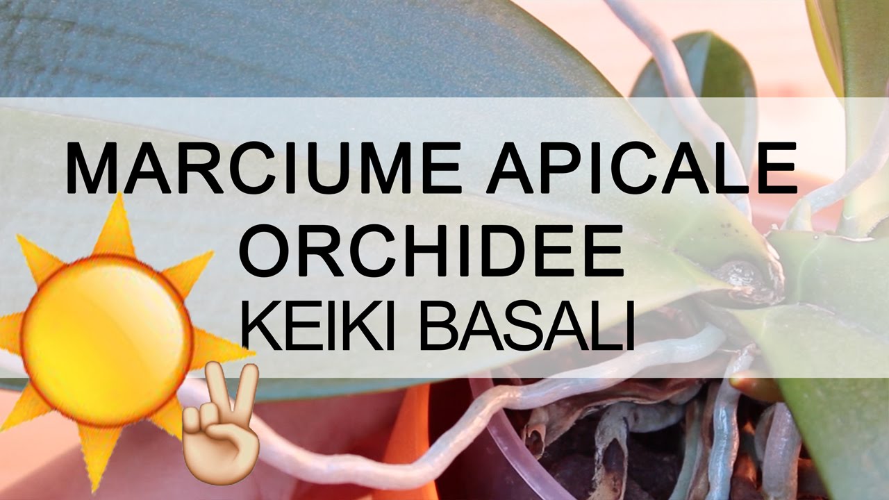 Orchidea MARCIUME APICALE - keiki basale