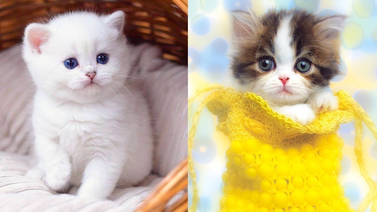 cute cats video #funnycats #petsanimals #cutecat