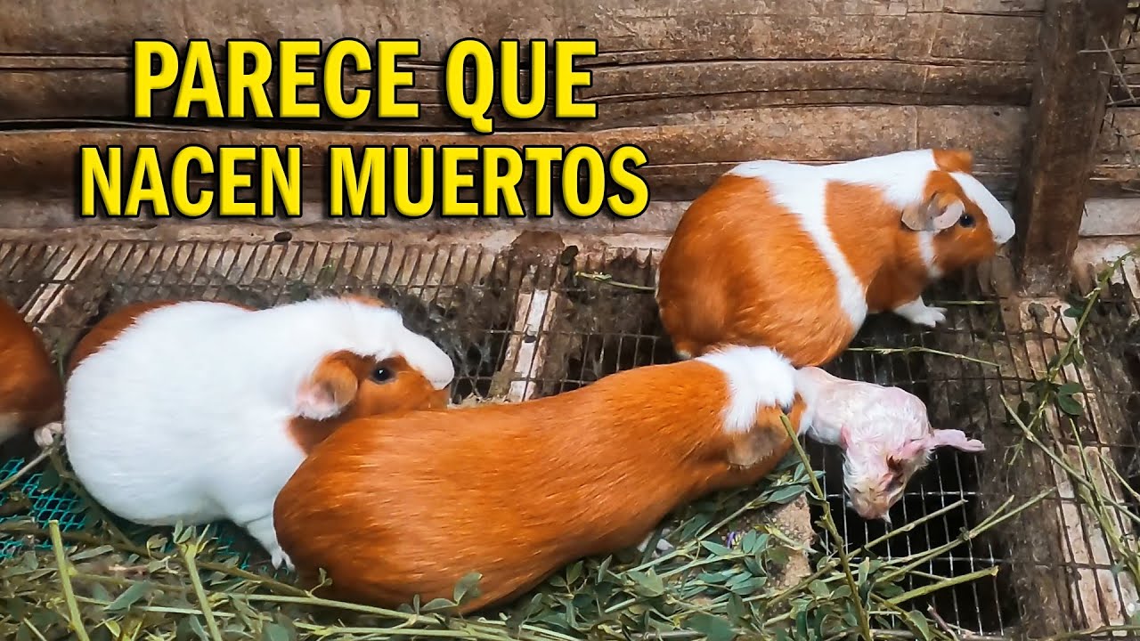 CÓMO NACEN LOS CUYES - CRIANZA DE CUYES.