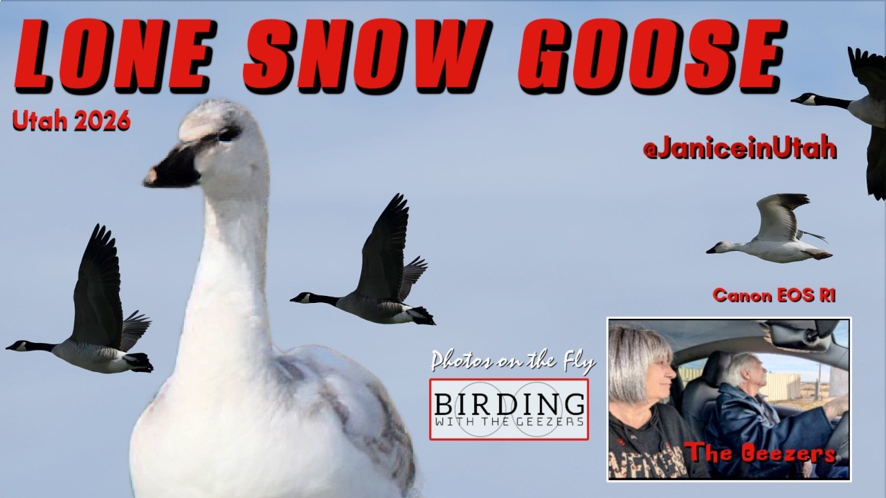 Lone Snow Goose 2026