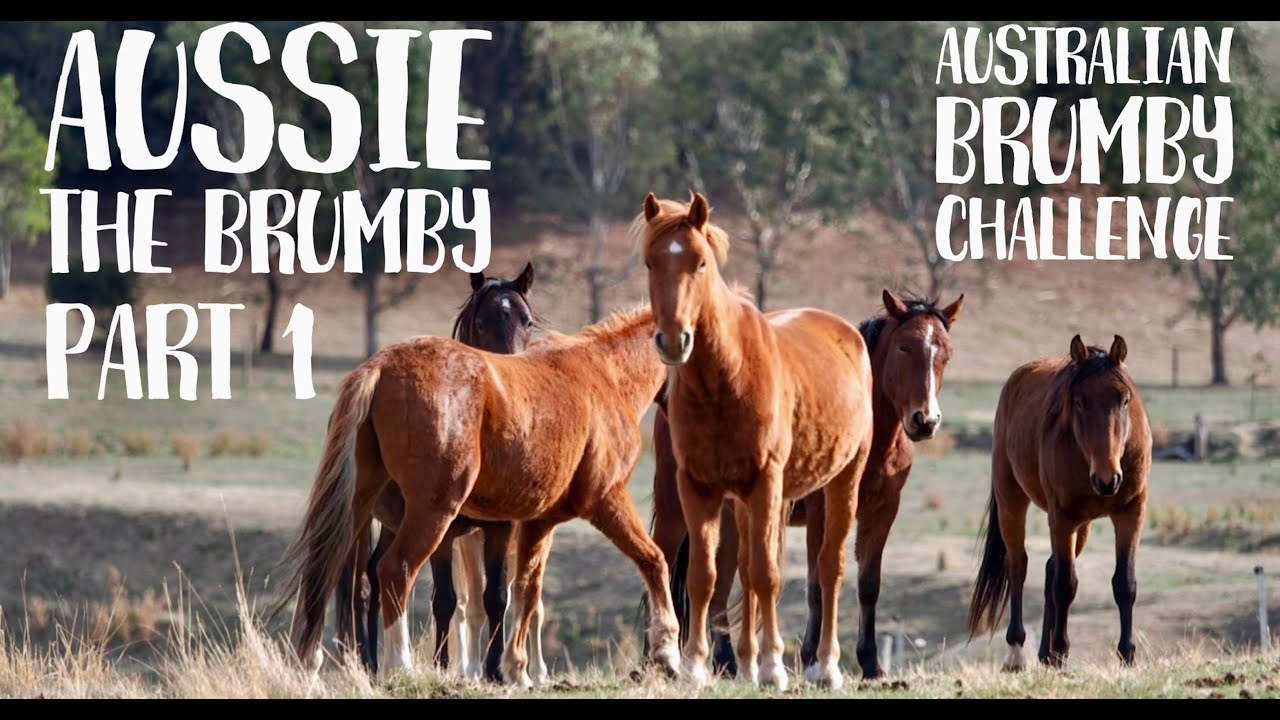 Aussie the Brumby (Part 1) @1itscrunchtime1