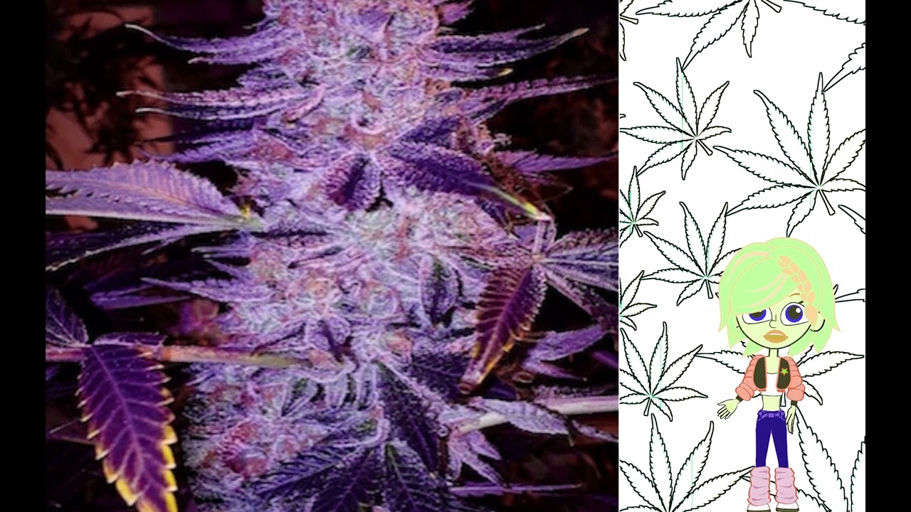 Forbidden Zkittlez   Ethos Genetics