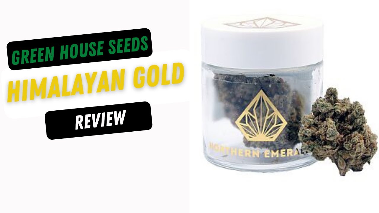 Himalayan Gold Cannabis Review