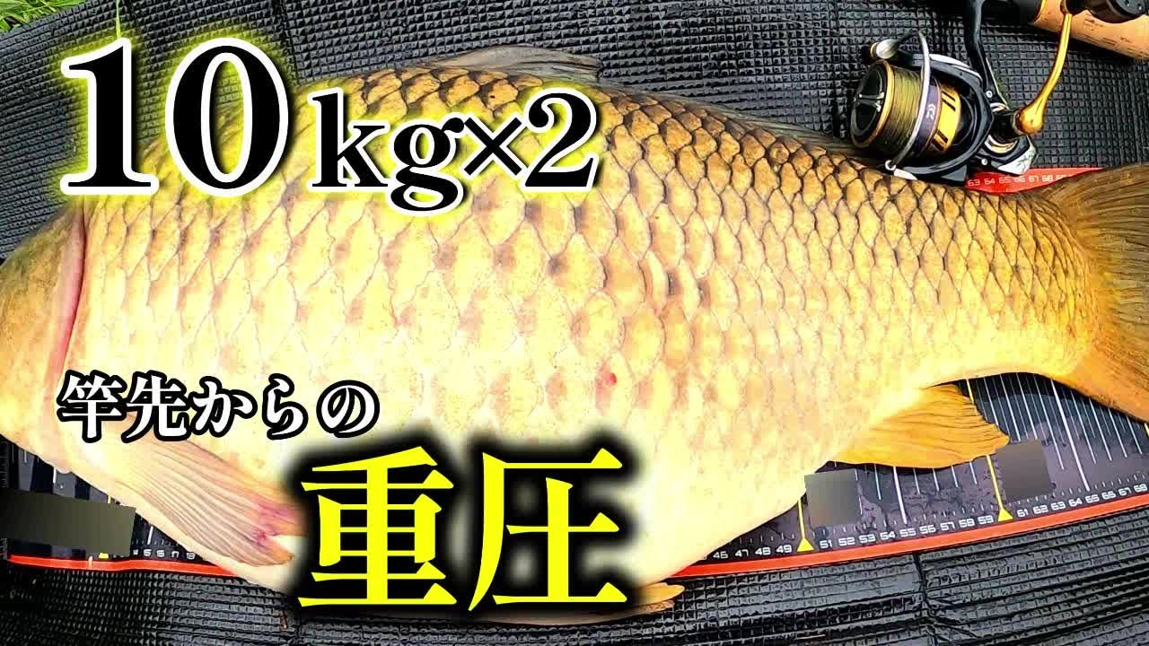 【大河川春の鯉祭り】腹パン太鯉連続ヒット！強烈ファイトで手が震え止まぬよ【鱒レンジャー】【吸い込み釣り】【鳥のさえずり】