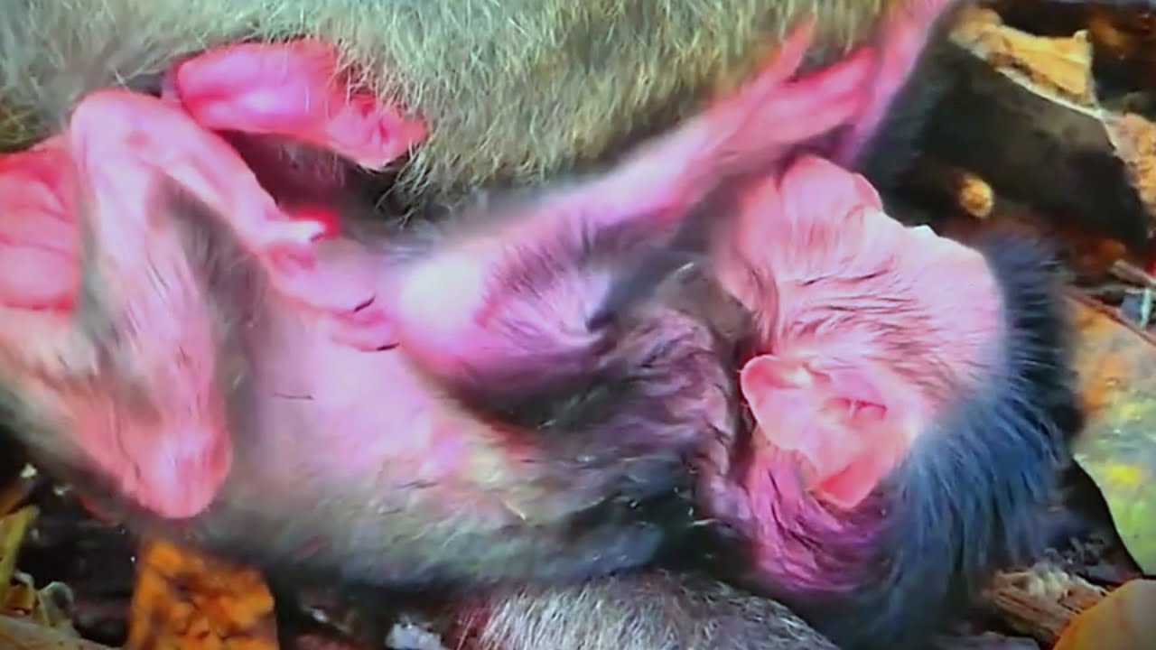 Welcome newborn in wildlife park