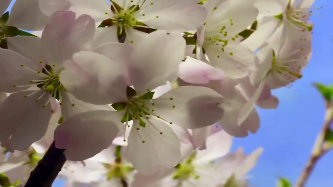 Beautiful Qur'an recitation by recitor Anas al-Juhani