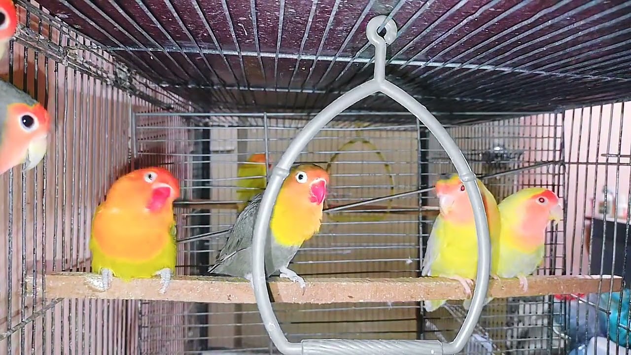 Love birds pairing