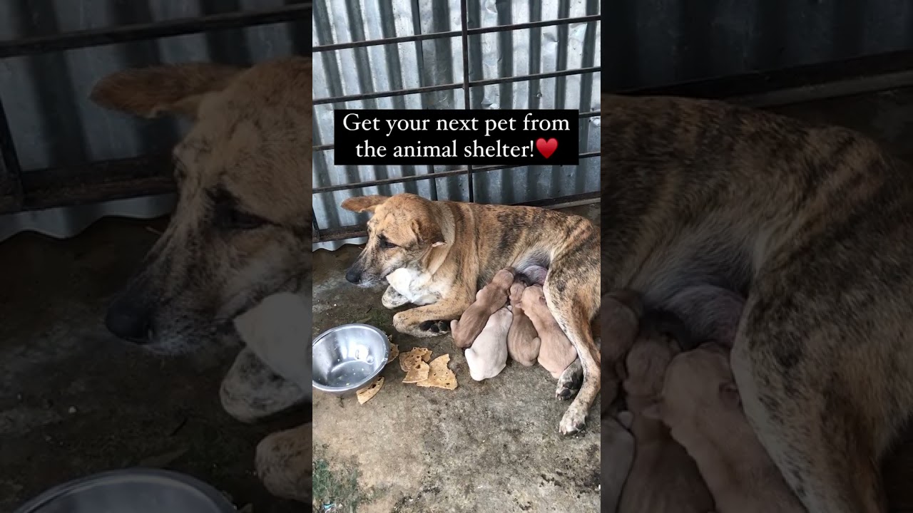 Good Morning|#reels #shorts #hopeforanimals #animalvlog #animals #love #fun #viral #memes#morning