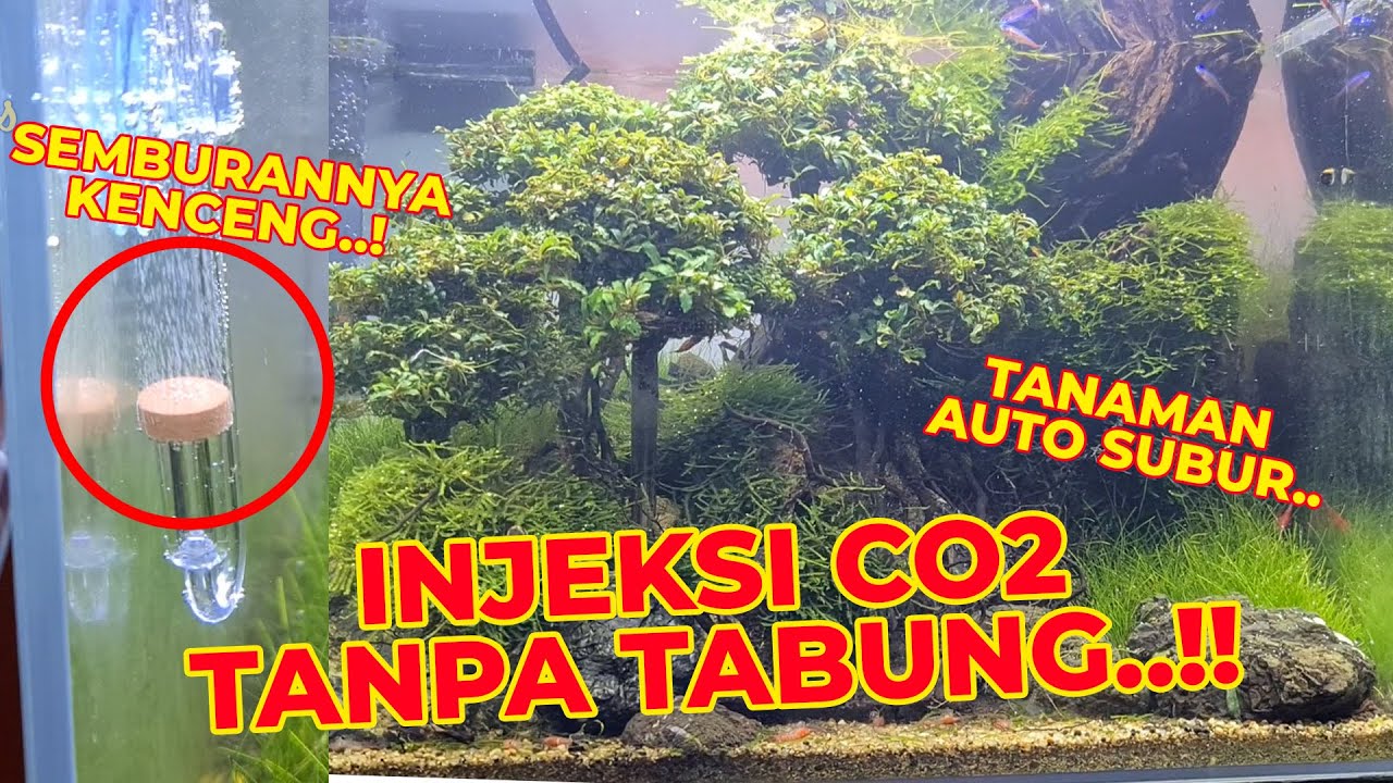 INI DIA NIH SOLUSI AQUASCAPE YANG BELUM BISA PAKE TABUNG CO2..!