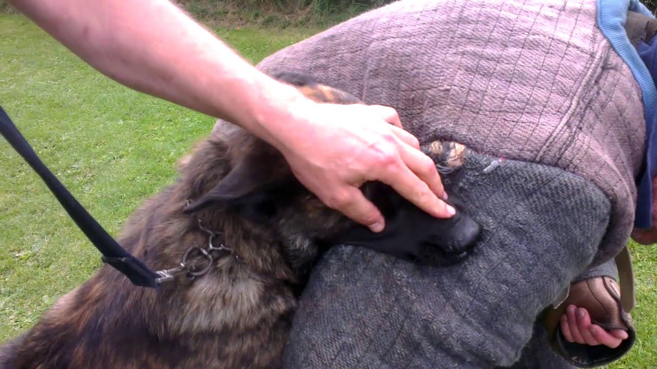 KNPV Dutch Shepherd, GOZER