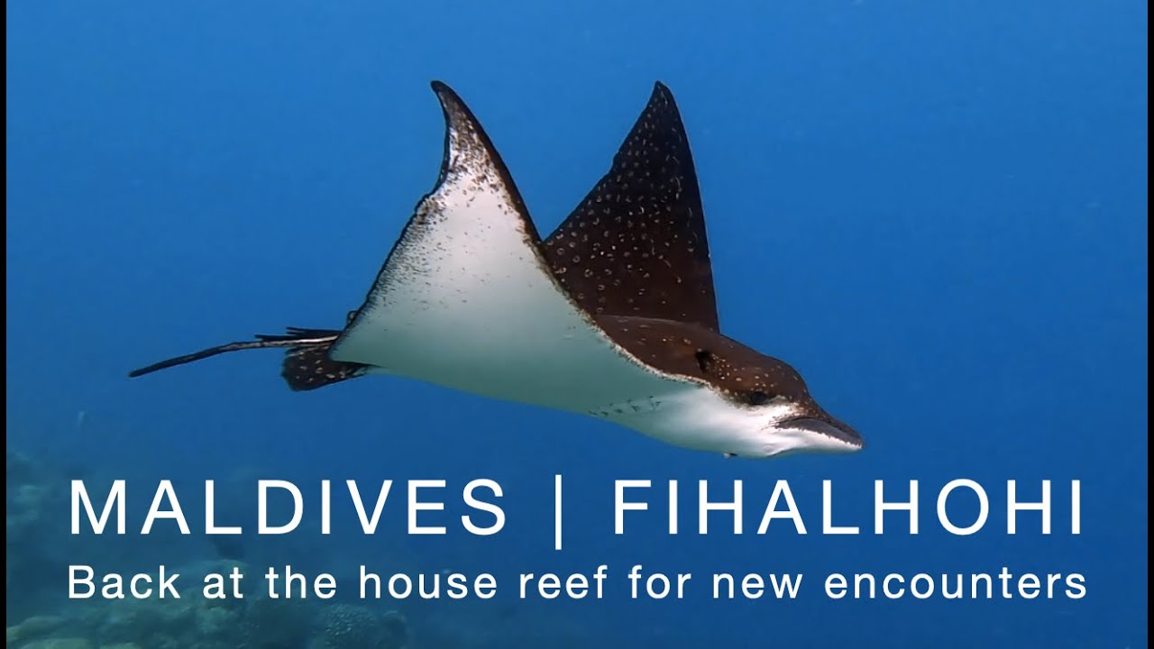 Maldives | Fihalhohi Island Resort & Spa: Back at the house reef for new encounters. September 2023