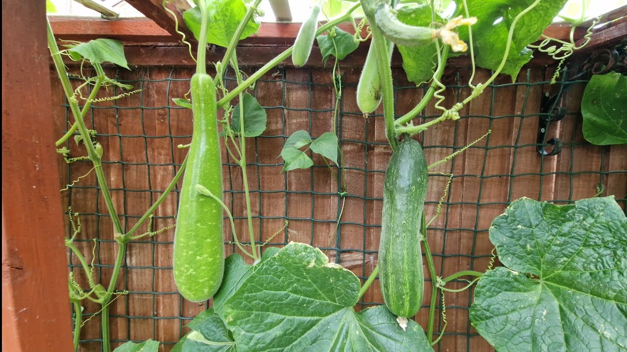 UK Backyard Garden Update 1st August 2025 