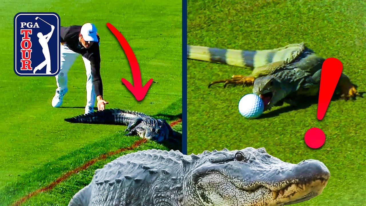 Gators. Snakes. Dragons?! Best reptile encounters on PGA TOUR