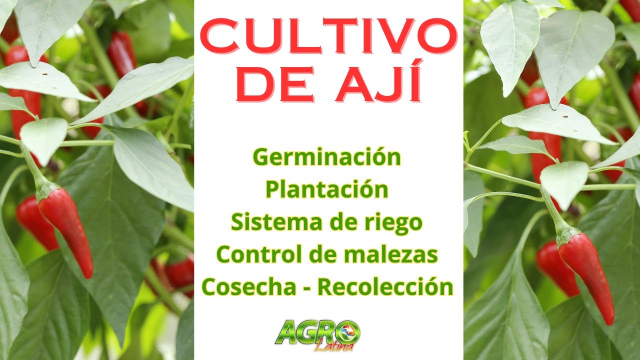 CULTIVO AJÍ Fases de la producción del AJÍ TOPITO en el Trópico.