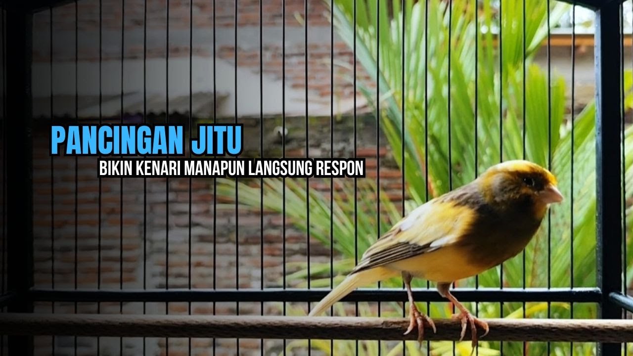 kenari GACOR panjang cuit cuit EMOSI, pancingan kenari paud belajar bunyi, terapi CANARY MACET