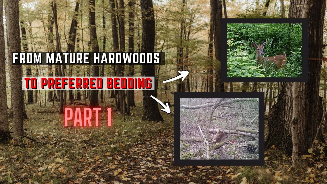 Creating A Deer Bedding Area From Mature Hardwoods - Part 1
