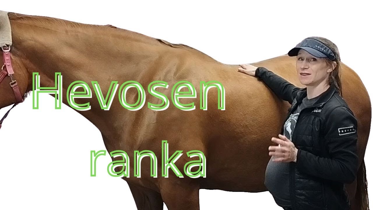 Hevosen selkäranka: Perustietoa anatomiasta ja biomekaniikasta