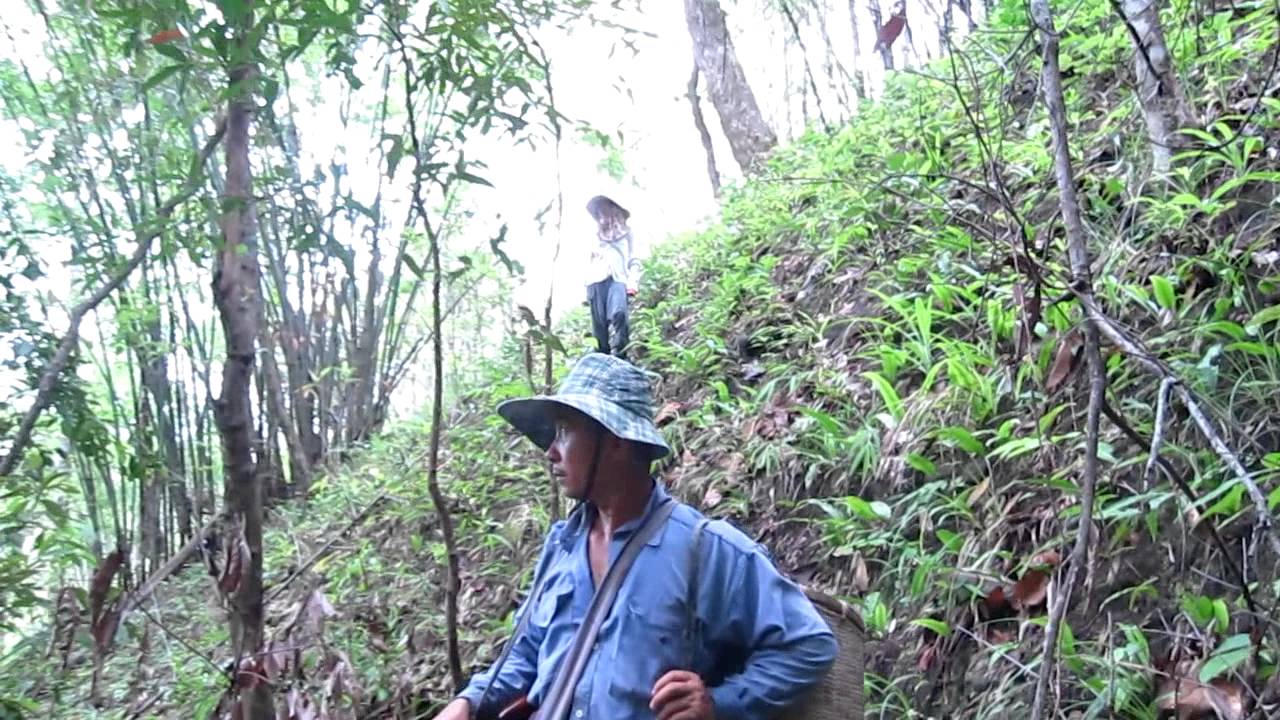 Hunting Mushrooms in the Hills of North Thailand