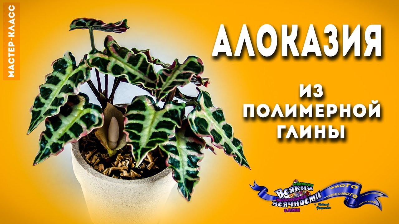 Алоказия из полимерной глины | мастер-класс