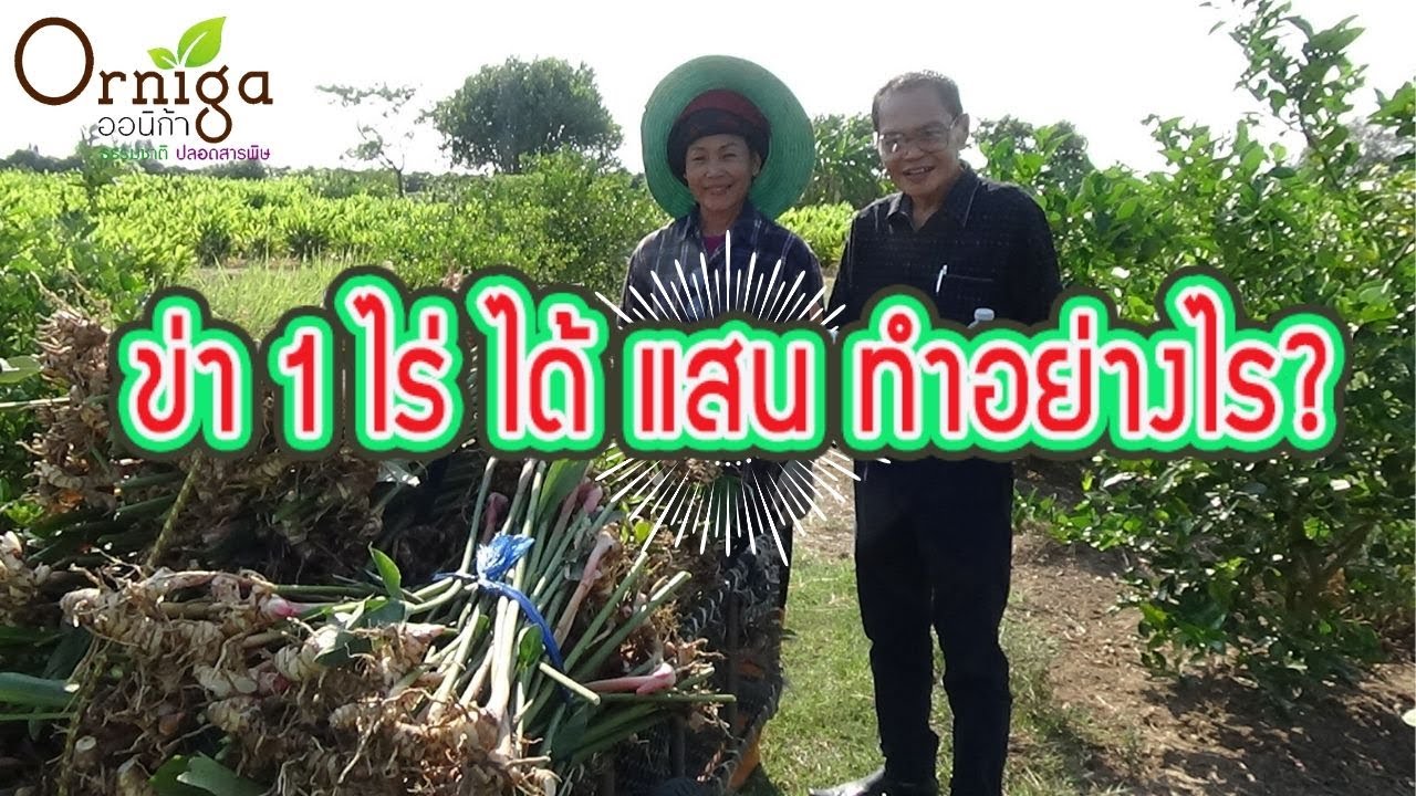 ปลูกข่า 1 ไร่ ได้แสน ตอนที่ 1