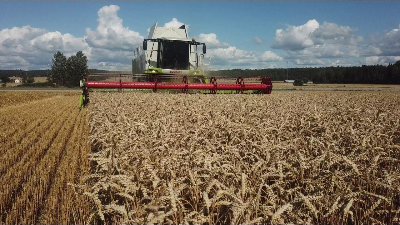 CLAAS LEXION 570 | Knut Vastveit