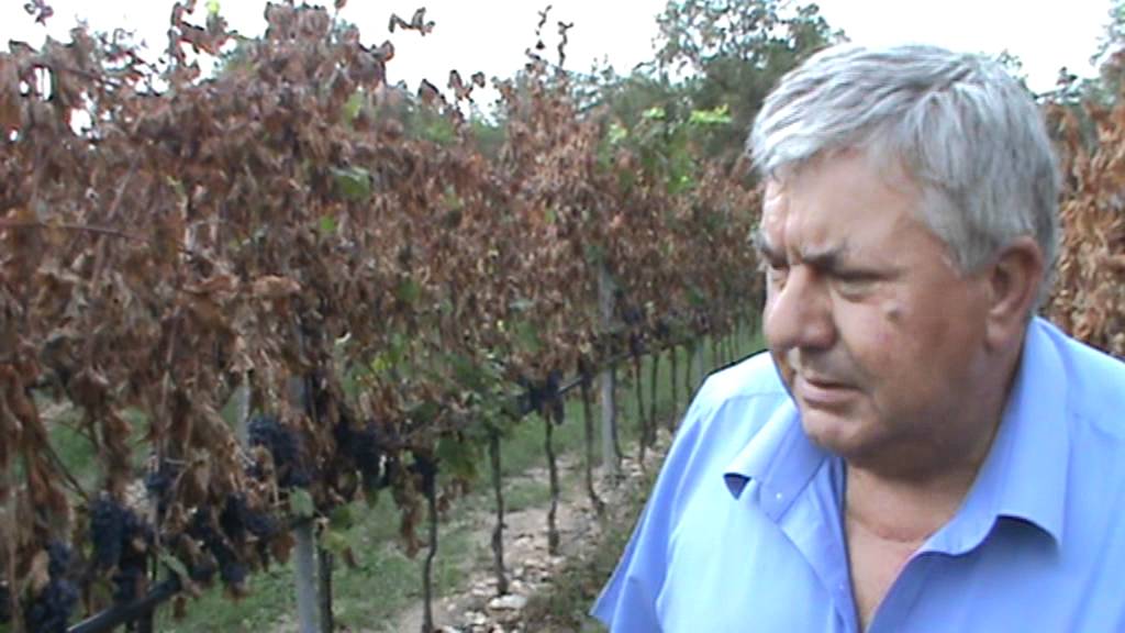Il taglio del tralcio per il Sirah di Ghirardo