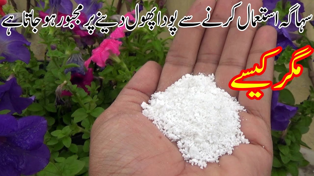 Use this element and boost plant flowers | Sasti khaad but bohat kam ki hai