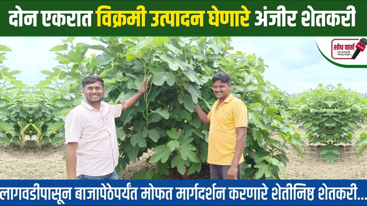 पन्नास वर्षाची अंजीर शेतीची यशस्वी परंपरा | अंजीर शेती | anjir sheti | fig farming | शोध वार्ता |