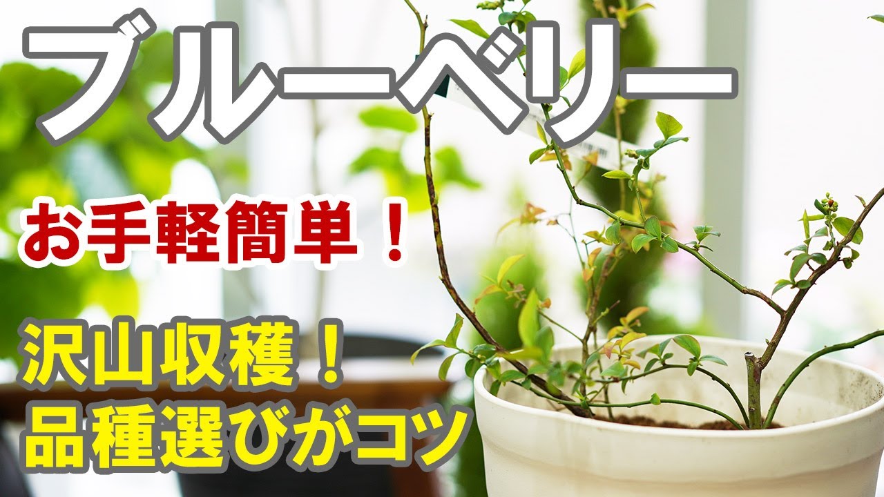 ブルーベリーの育て方 沢山実をつける方法は2本同時植え！