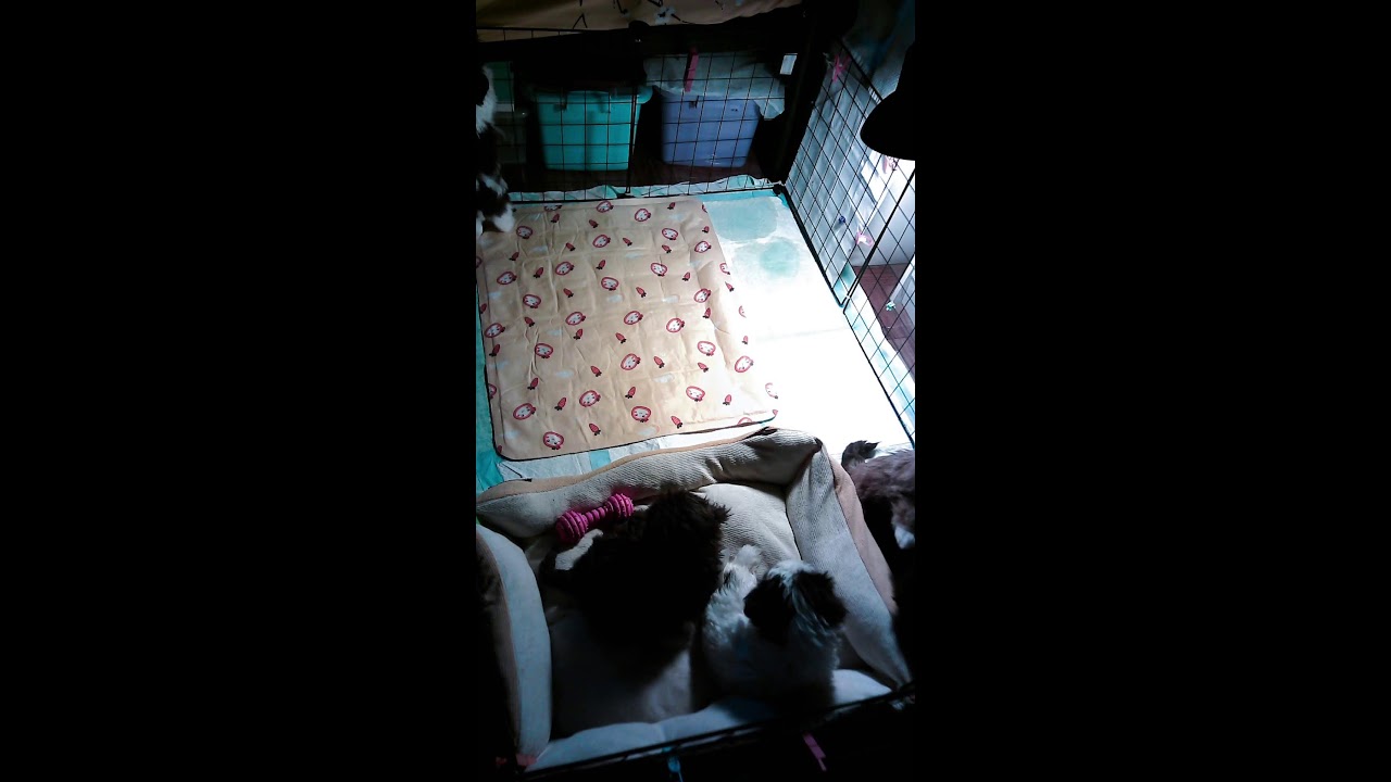 5 Shih Tzu Puppies Sleeping Live 🐶💤 | Cute Puppy Sleep Stream | Relaxing Pet Cam (Portrait)