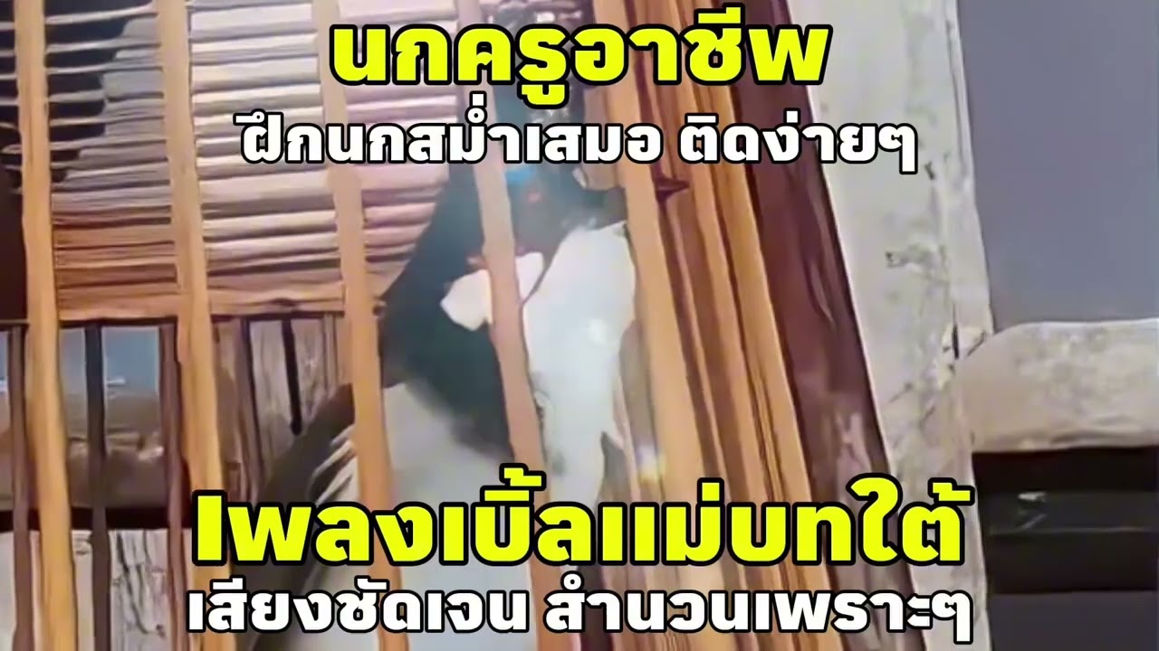 เสียงนกกรงหัวจุก เบิ้ลเเม่บทใต้ เสียงชัดเจนฝึกนกสม่ำเสมอติด100% #นกเบิ้ลอาชีพ #เสียงนกครู