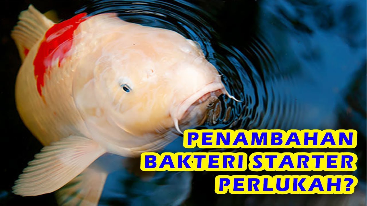 Penambahan Bakteri Starter. Perlukah?