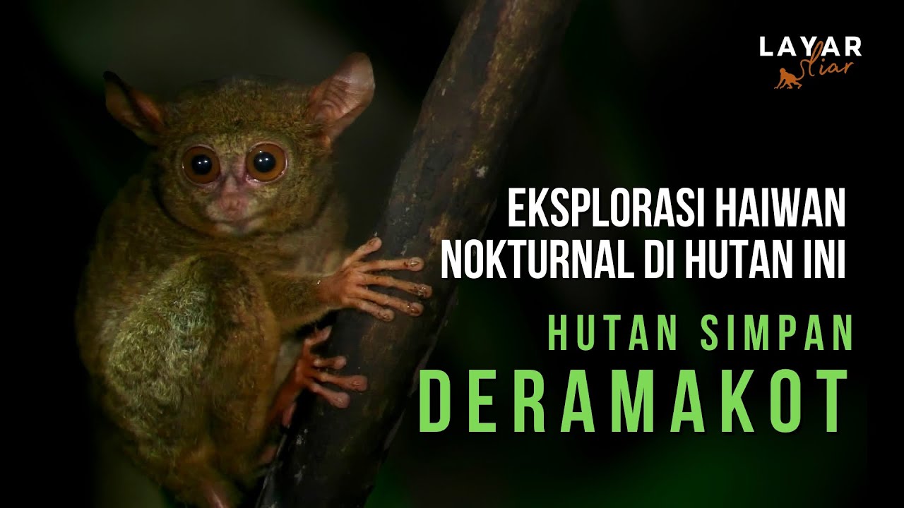 Hutan Simpan Deramakot - Jelajah Rimba Larut Malam
